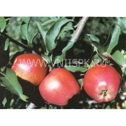 Червоні яблуки сорту Рід Делішес на гілці