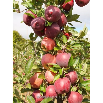 Яблоки сорта Ред Ханк на ветвях яблони - РЕД ХАНКЕ