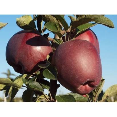 Красные яблоки на ветке яблони - РЕД КАП