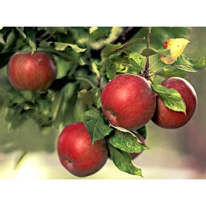 Червоні яблука на гілці яблуні - Редфрі