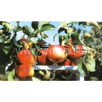 Красные яблоки Ренет кабардинский на ветке яблони