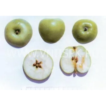Три целых зелёных яблока и два разрезанных пополам, показывающих сердцевину - Ренет кавказский
