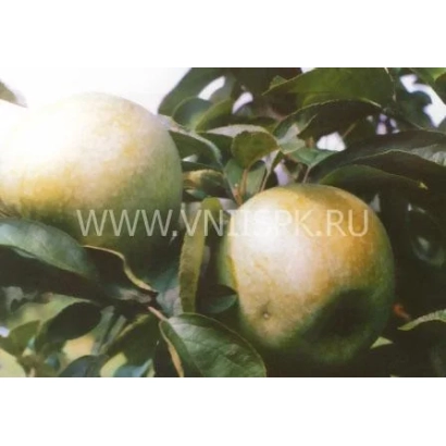 Яблоки Ренет кубанский на ветке