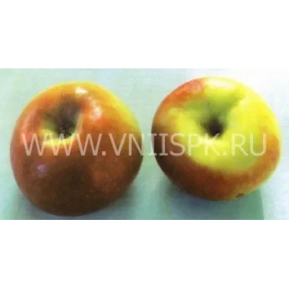 Два яблока сорта Ренет окрашенный на светлом фоне