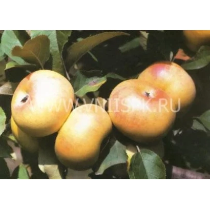 Яблоки сорта Ренет шампанский на ветке