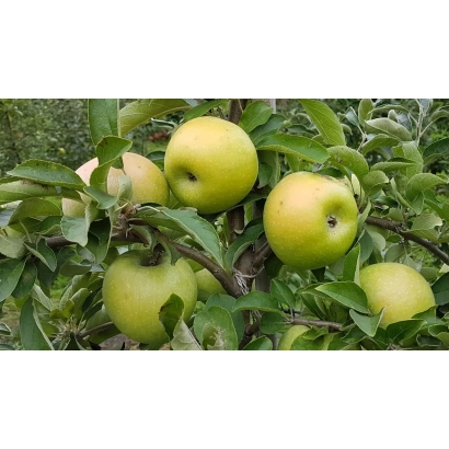 Зеленые яблоки сорта Ренет Симиренко на ветке