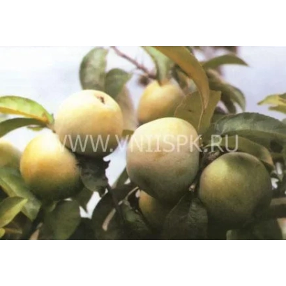 Apples of Renet Simirenko variety on a branch