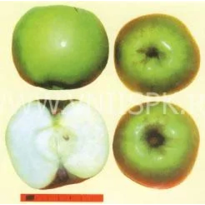 Зеленое яблоко Ренет сочинский, показаны внешний вид и разрез
