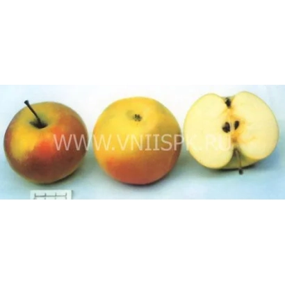 Три яблока сорта Ренет золотой курский: целое, целое и разрезанное пополам