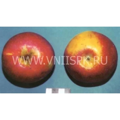 Два яблока сорта Россошанское багряное на синем фоне