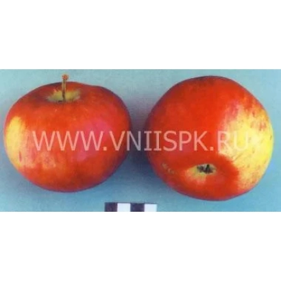 Два яблока сорта Россошанское полосатое на синем фоне с водяным знаком сайта.