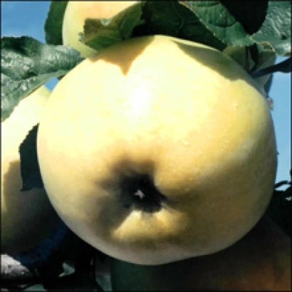 Крупный план жёлтого яблока на ветке с листьями на фоне неба - Ровесник