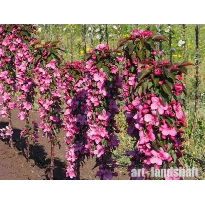 Apple tree with pink blossoms in a garden setting - ROSE FAIRY TALE
