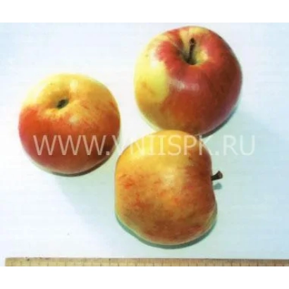Три яблока сорта Румянка свердловская на белом фоне