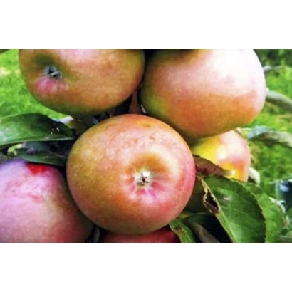 Крупний план яблук сорту Рум'яний альпініст на гілці