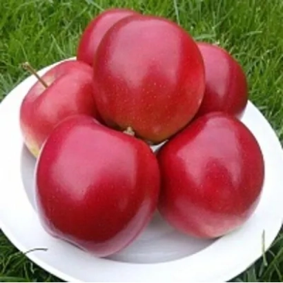 Красные яблоки сорта СЯБРЫНА на белой тарелке на фоне травы