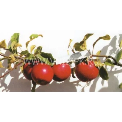 Красные яблоки на ветке - Сафаре