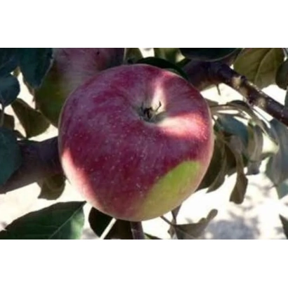 Красное яблоко на ветке - Салгирское