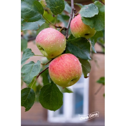 Яблоки на ветке, сорт САМАРА