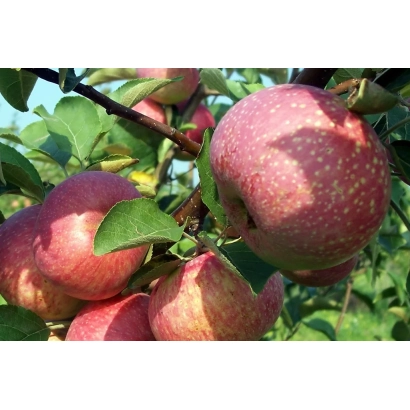 Красные яблоки на ветке - САМАРСКИЙ РУБИН