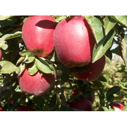 Красные яблоки на ветке яблони - САММЕР РЕД