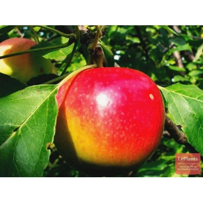 Червоне яблуко на гілці з листям - САРС