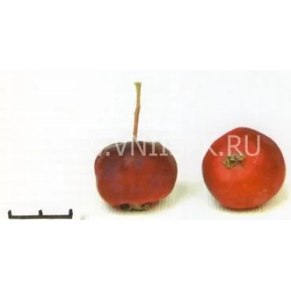 Два красных яблока на белом фоне, . - Сеянец Кравченко