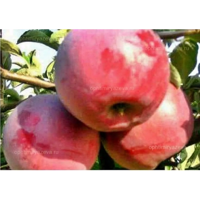 Красные яблоки на ветке - ЩЕДРОСТЬ