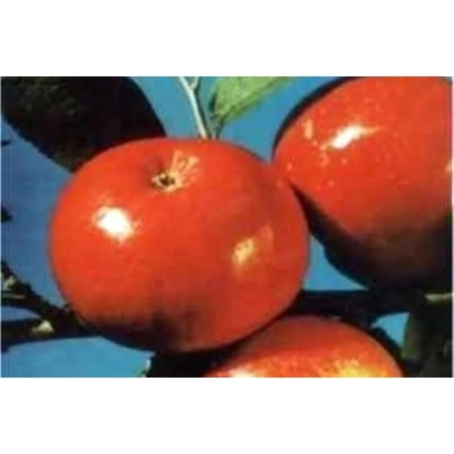 Красные яблоки сорта Сентябрьское Красное на ветке