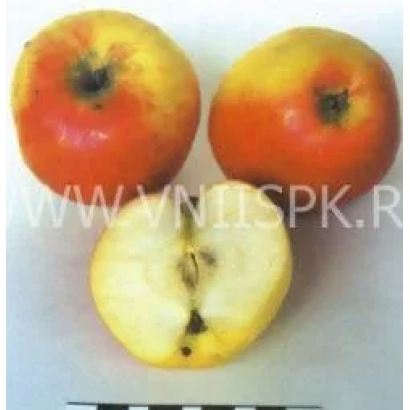 Три яблока сорта Сергиана, одно разрезанное пополам, на белом фоне.