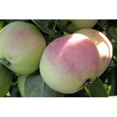 Яблоки сорта Северная Зорька на ветке