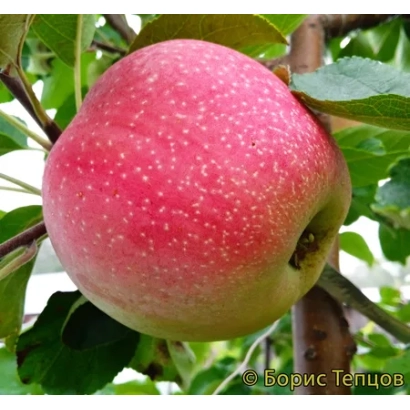 Красное яблоко на ветке с листьями - СИБЕЛ