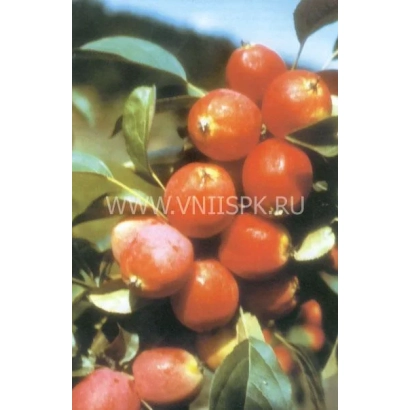 Красные яблоки на ветке, сорт Сибирский Сувенир