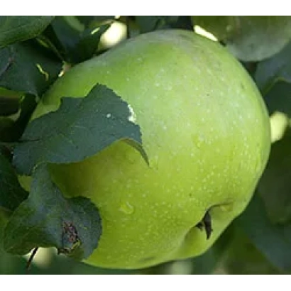 Green apple on a branch - Orlovsky Syrup