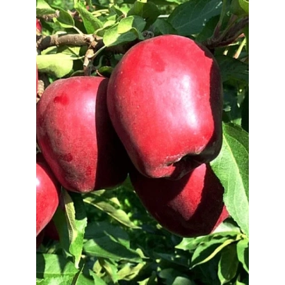 Красные яблоки сорта СКАРЛЕТ СПУР на ветке с зелёными листьями