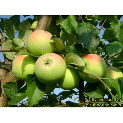 Яблука сорту СКРОМНИЦЯ КАЛЕНТЬЄВА на гілці яблуні