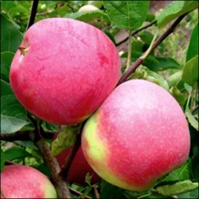 Красные яблоки на ветке - Слава Победителям