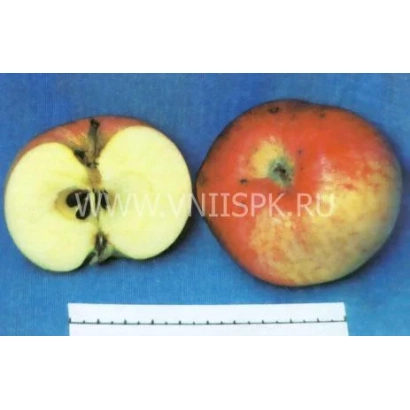 Два яблока — целое и разрезанное — на синем фоне, сорт Совхозное