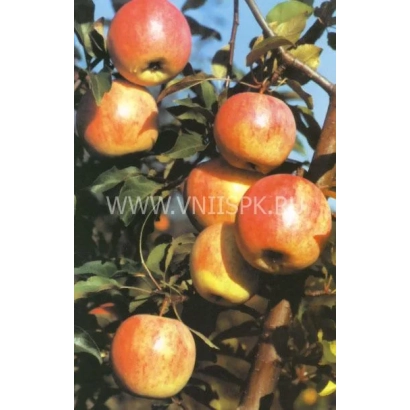 Red apples on apple tree branches - Start