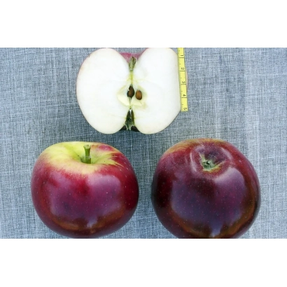 Два красных яблока и разрезанное яблоко на синем фоне - СТРЕЛА