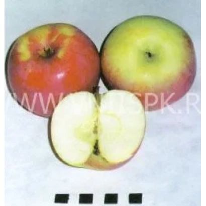 Два яблока и половинка яблока на белом фоне - Студенческое