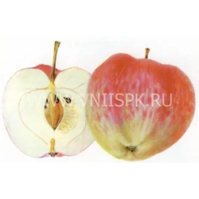 Красное яблоко Суйслепское, разрезанное пополам, на белом фоне - Суйслепское (Суйслепер, Малиновка)