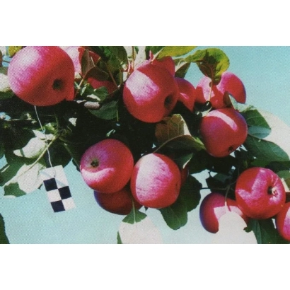 Червоні яблука на гілках яблуні - Сурхурай