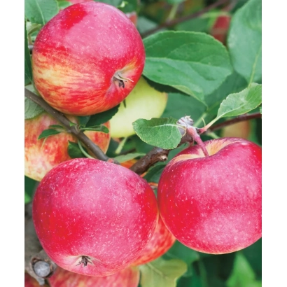 Красные яблоки на ветке, сорт Шушенское