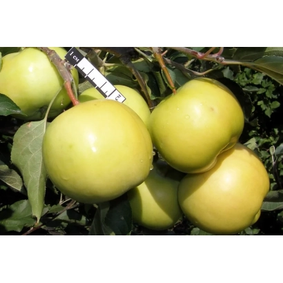 Сорт яблони СВЕРДЛОВЧАНИН на ветке с плодами