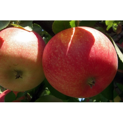 Червоні яблука на гілці - Талісман