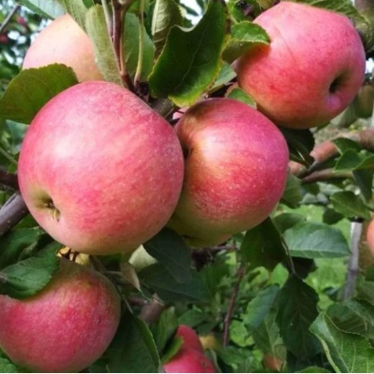 Красные яблоки на ветке - Теремок