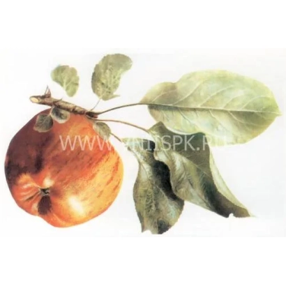 Красное яблоко с листьями и веткой - Титовка (Титовка расписная)
