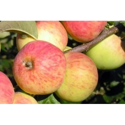 Червоні та зелені яблука на гілці - ТОЛУНАЙ