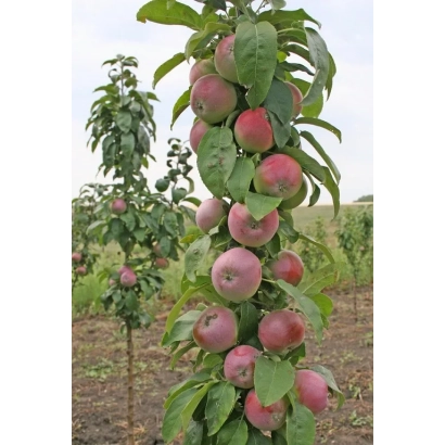 Яблоки сорта Триумф на ветвях яблони в саду